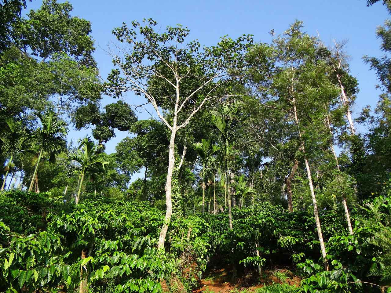 Plantation de café